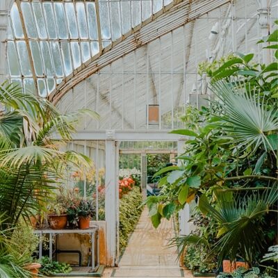 a lush greenhouse