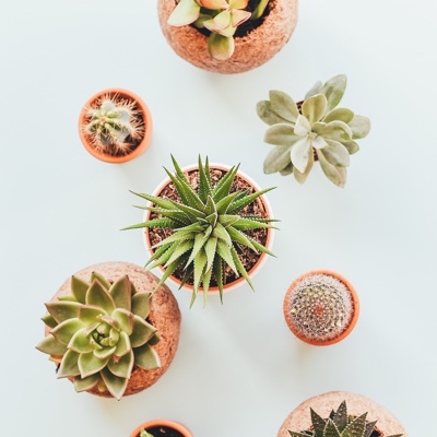 potted succulants