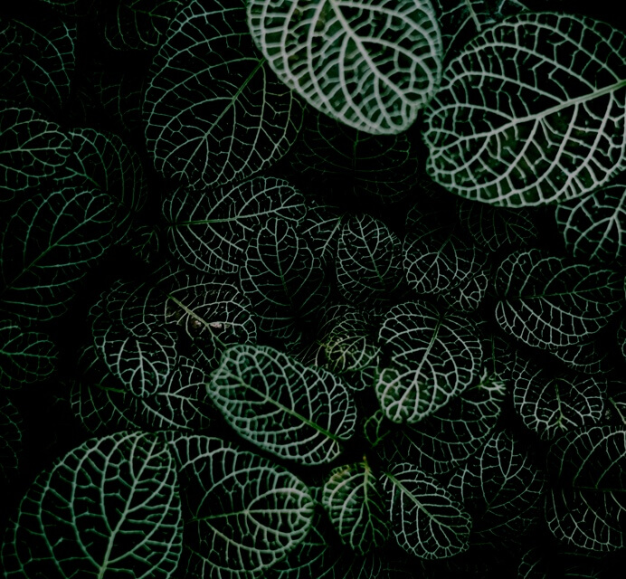 Leafs