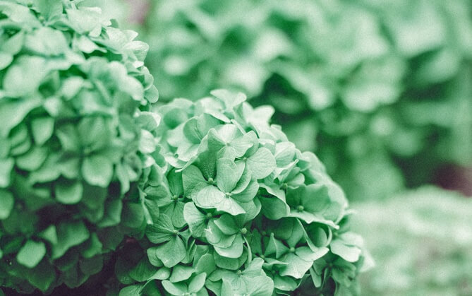 a herb bush